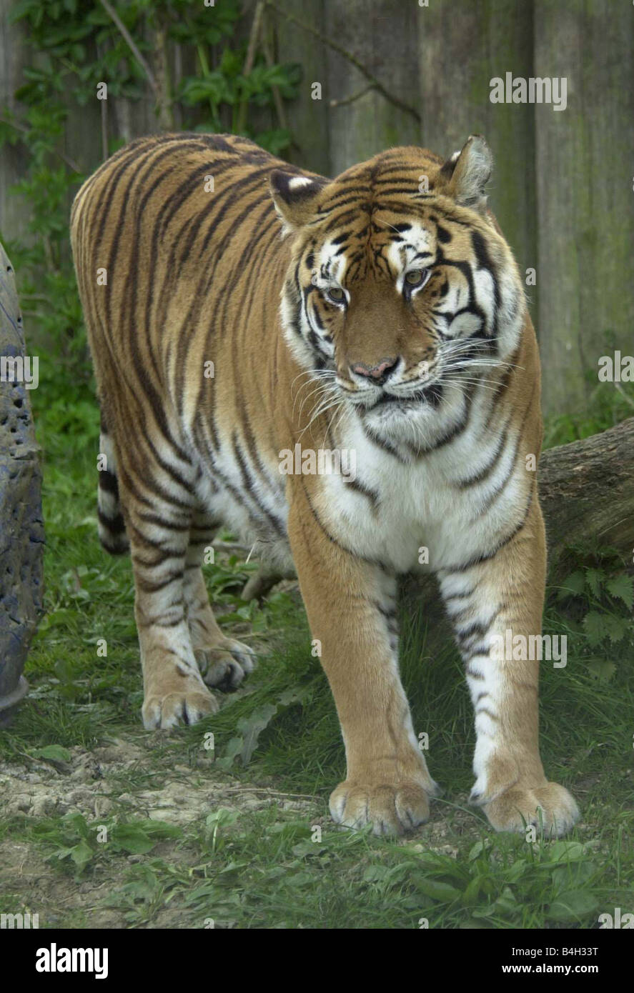 Animals Tiger April 2002 Born Free Sanctuary Kent Stock Photo - Alamy