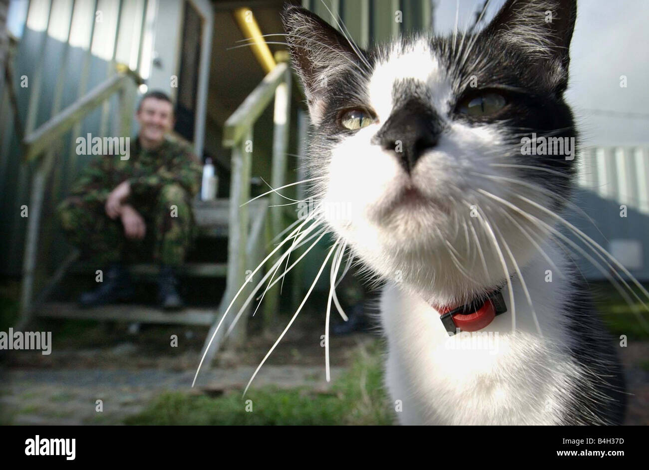 Queens Own Scottish Borderers pet cat Bunnett November 2001 Stock Photo