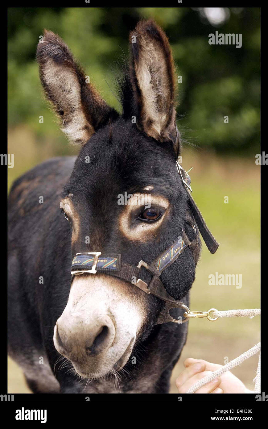 Danny Boy the donkey is unveiled at Edinburgh Zoo today Alan Gordon Education Officer at the Zoo took Danny for a walk and came Stock Photo