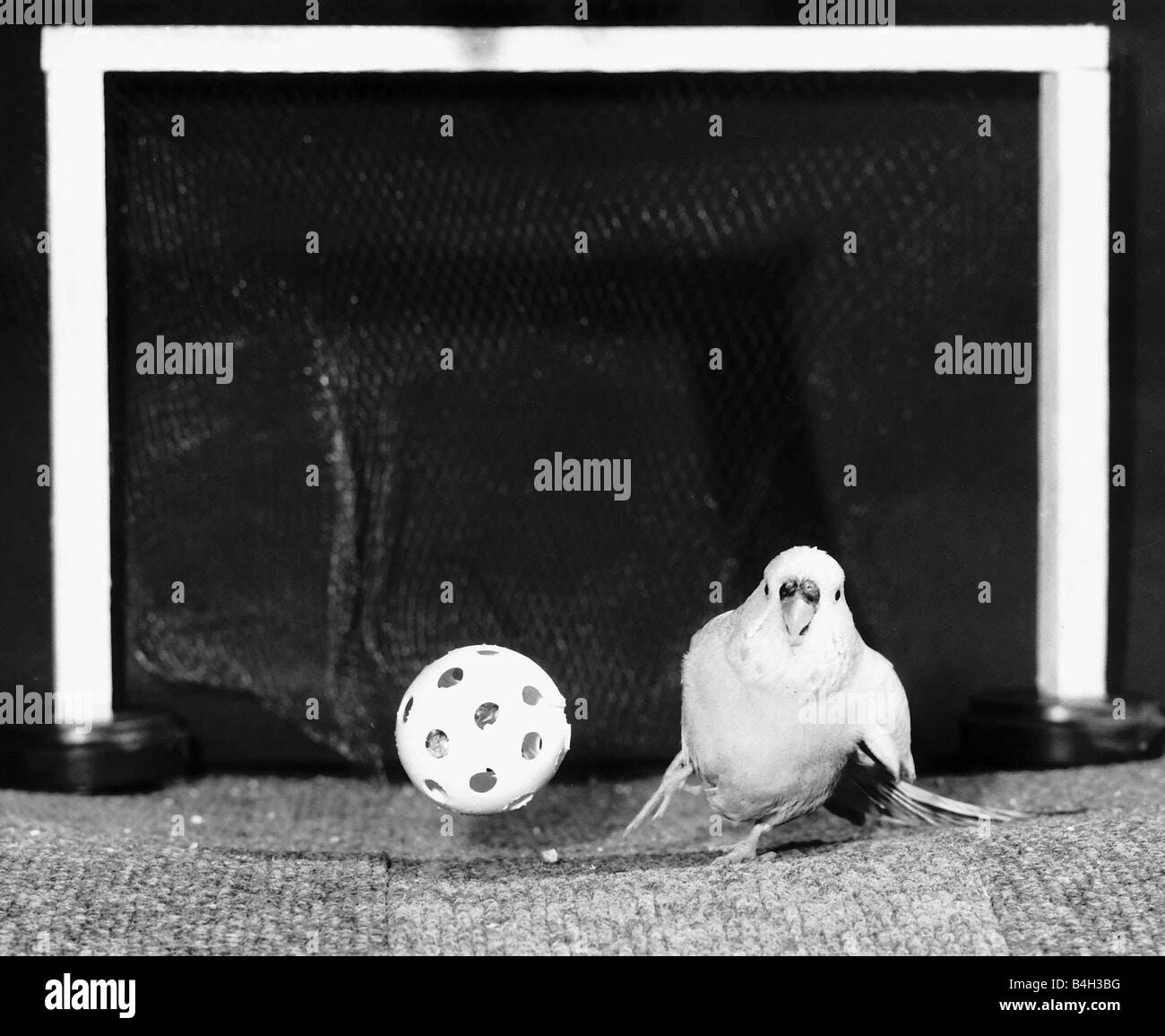 Percy the football playing Budgie 1988 Stock Photo
