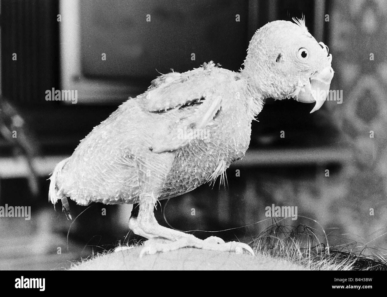Billy the featherless Budgie 1976 Stock Photo