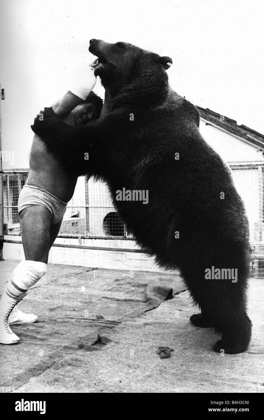Andy Robin wrestler with Hercules the bear 1979 Stock Photo Alamy