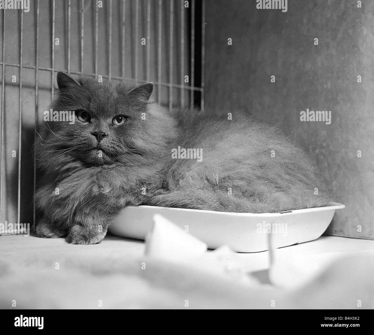A Cat in its show cage at the 1951 National Cat Show at Olympia Stock