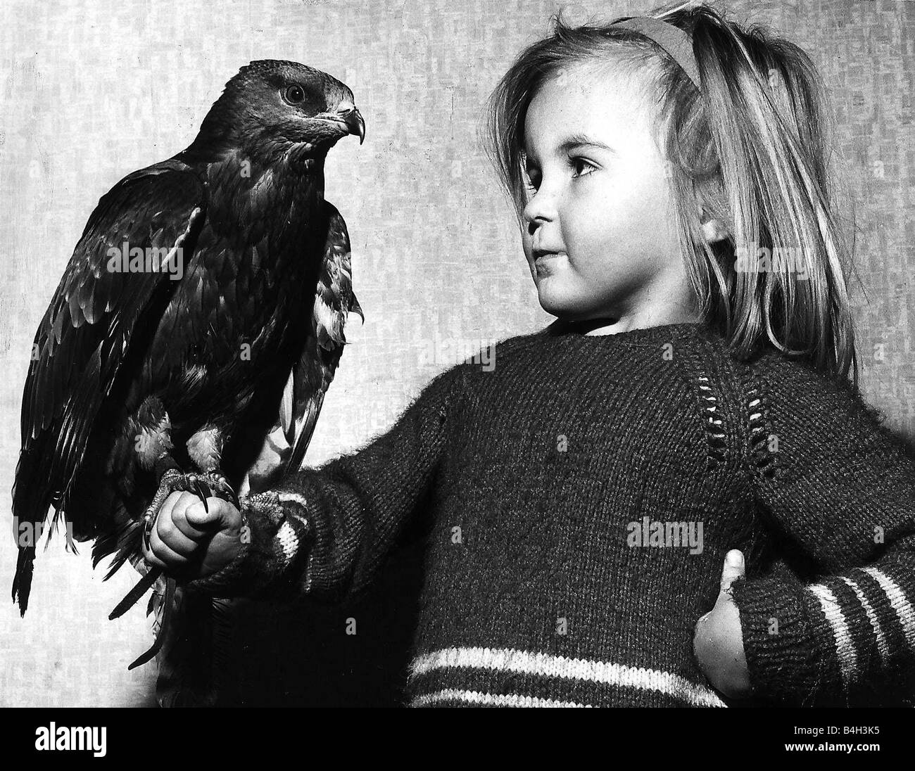 A young child holding a young Honey Buzzard found with damaged wing and tail feathers Stock Photo