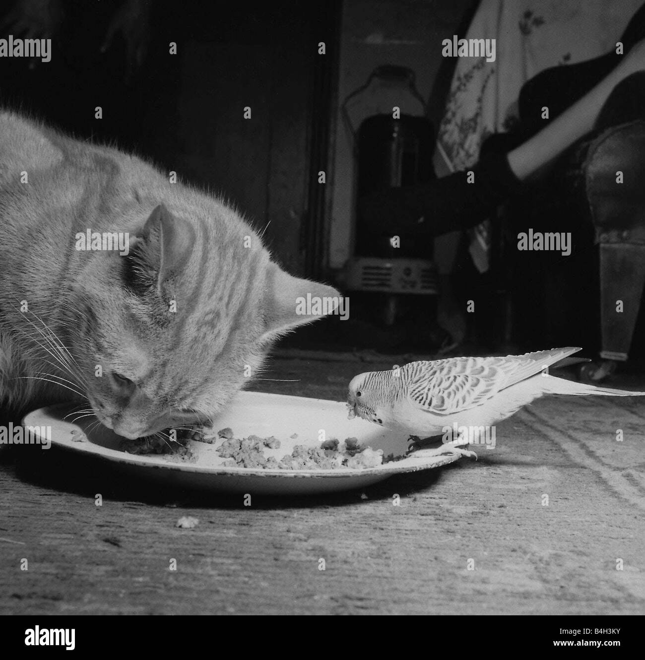 Birds Budgies January 1955 Tiger the tabby cat sharing his food with Jimmy the Budgie The pair belong to Annette and John Cobb of Hendon Stock Photo