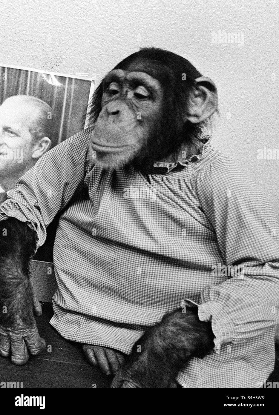 Monty the Chimpanzee at Dudley Zoo November 1971 Stock Photo - Alamy