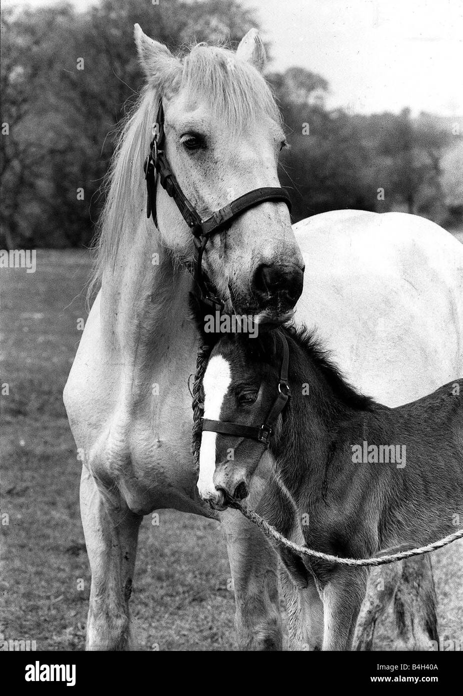 Animal Horses May 1984 Stock Photo