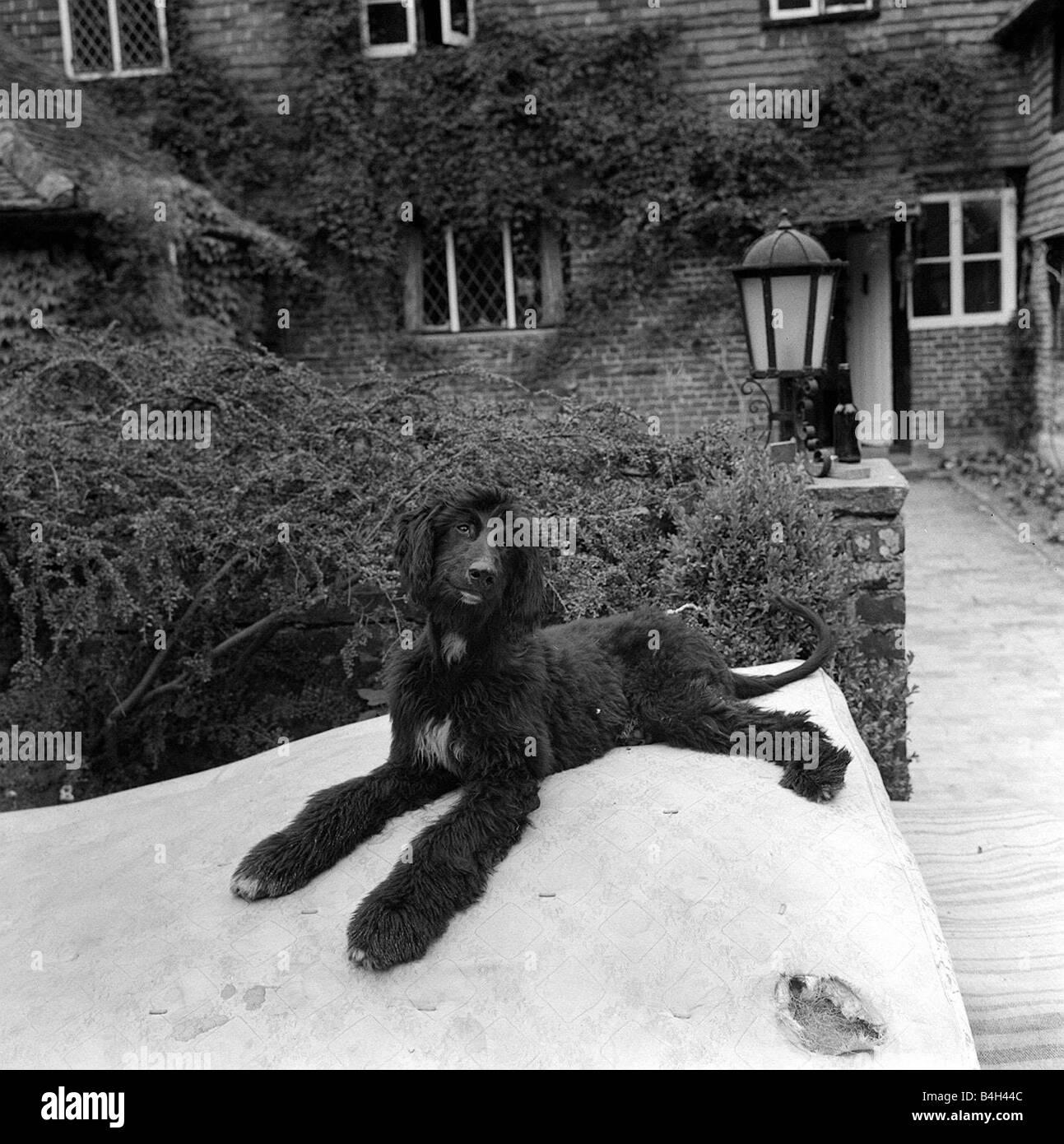 Brian Jones of the Rolling Stones July 1969 pet Afghan Hound Rufus at Cotchford Farm Stock Photo