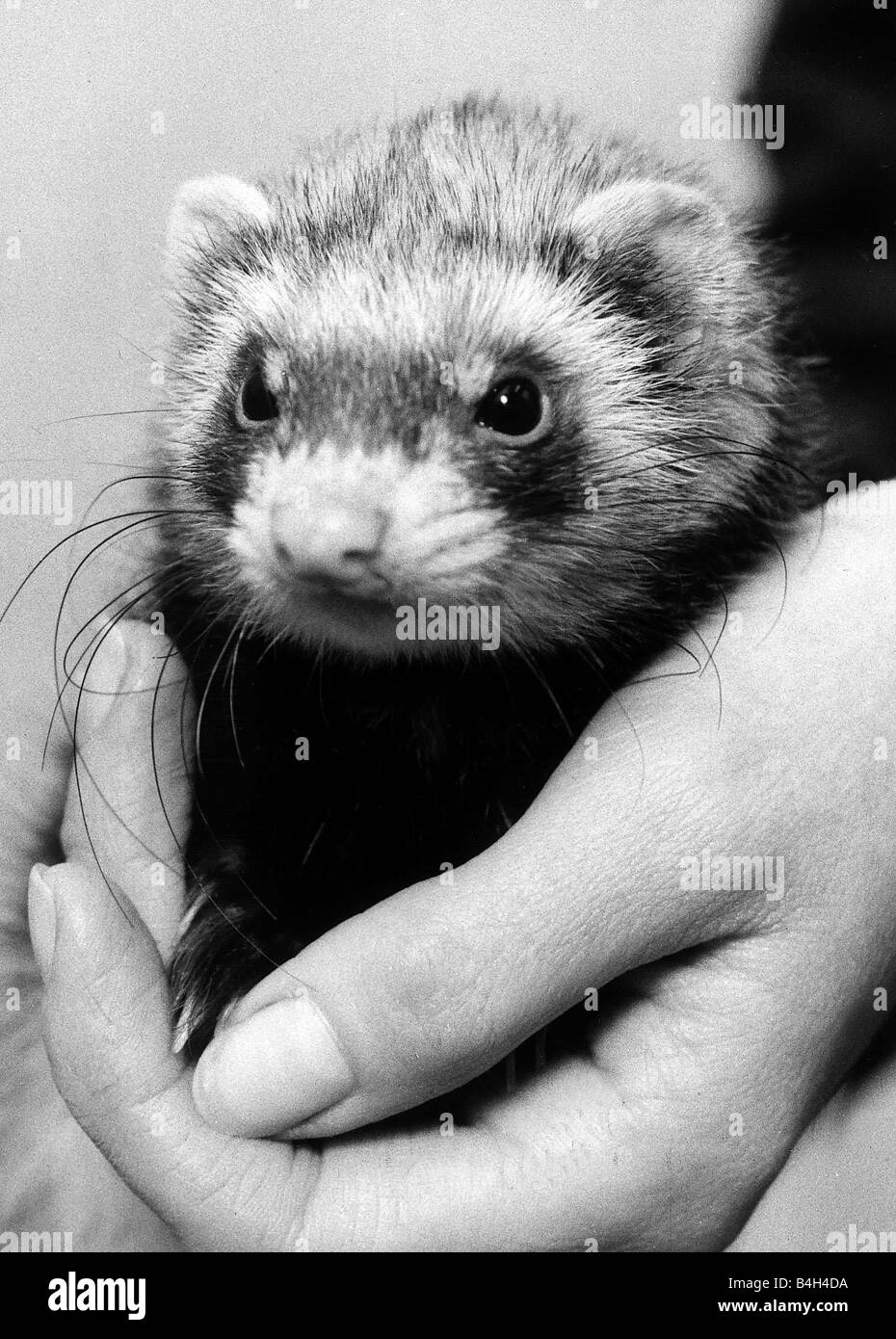 White ferret Black and White Stock Photos & Images - Alamy