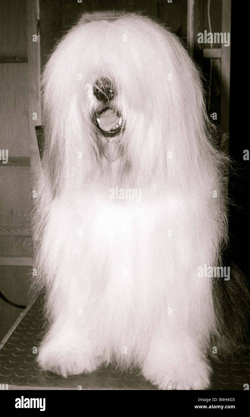 Dulux paint dog hires stock photography and images Alamy
