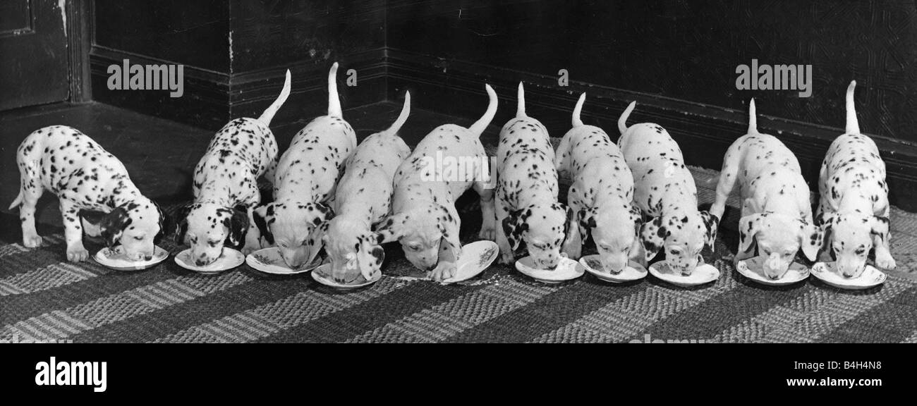 Dalmatian Puppy peeps over a large wicker basket Animals Dogs Puppies Cute Dalmatian puppy 10 Pups eating food from plates February 1960 Mirrorpix Stock Photo