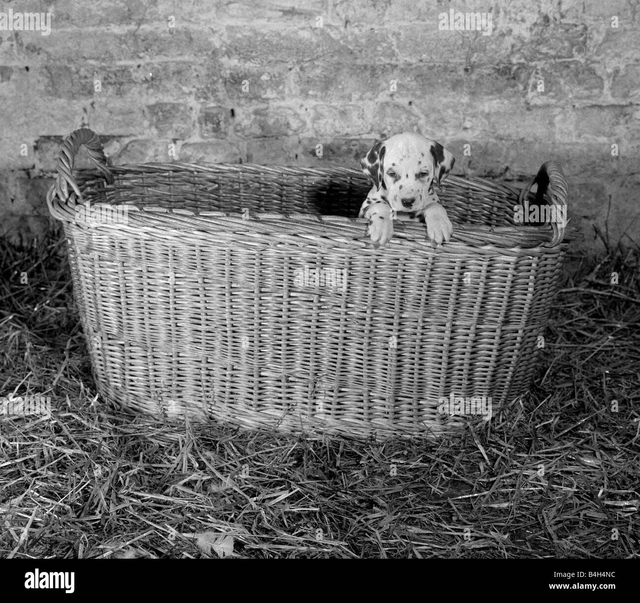 Dalmatian Puppy peeps over a large wicker basket Animals Dogs Puppies Cute Dalmatian puppy pups December 1964 Mirrorpix Stock Photo