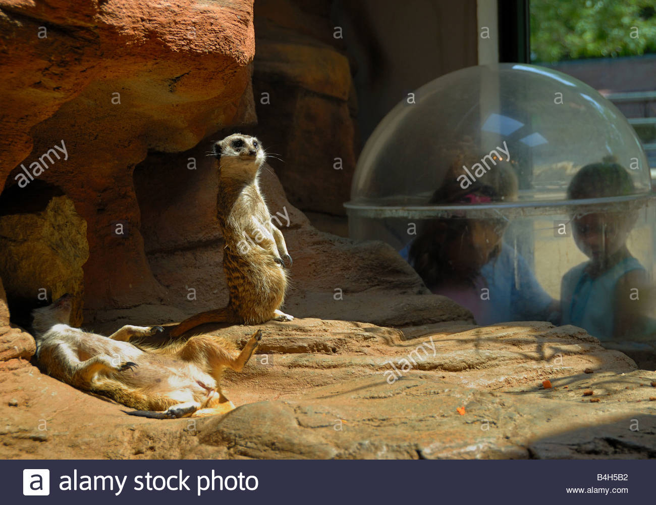 these-two-meerkats-seem-oblivious-to-the-young-children-observing-B4H5B2.jpg