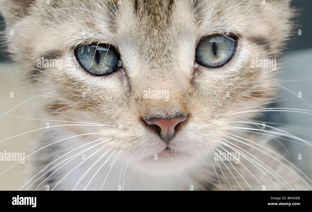 Close-up of kitten's face Stock Photo - Alamy