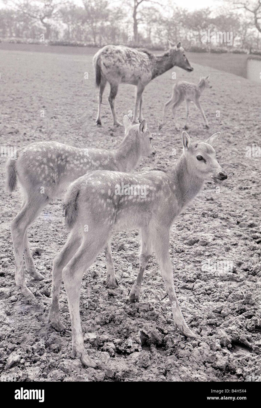 The Pere David Deer at Chester Zoo May 1966 Mirrorpix Stock Photo