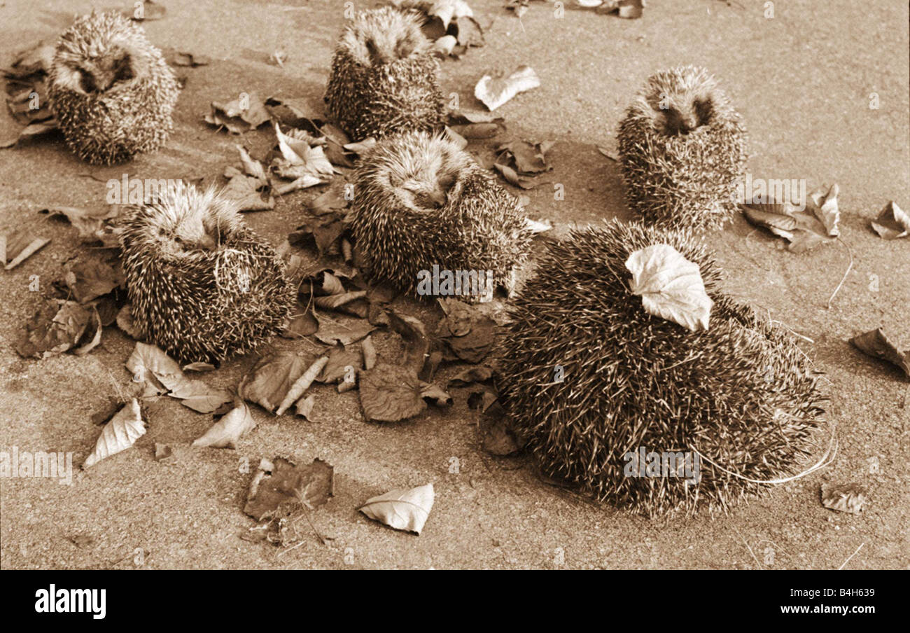 A family of Hedgehogs roll into balls to keep the chill north wind out November 1945 Mirrorpix Stock Photo