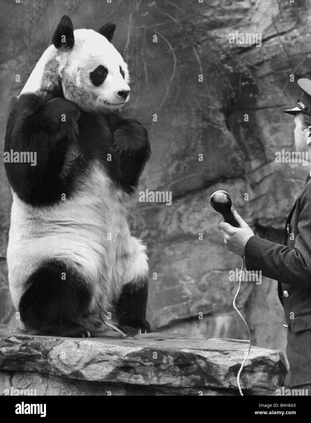 The giant Panda Chi Chi at London Zoo gets to speak to her friend An An