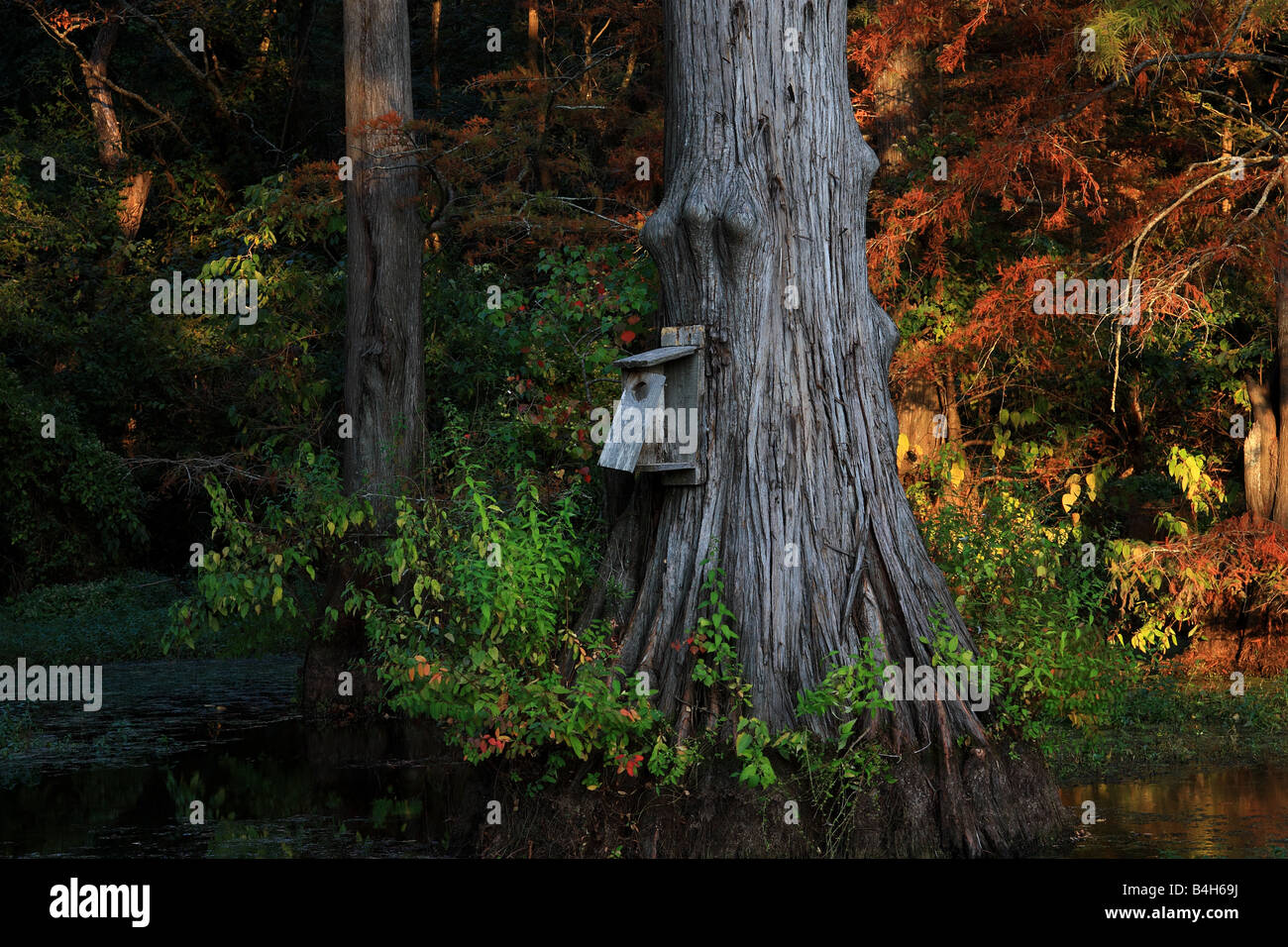 Acadian Cypress with Birdhouse, Cross Lake, Shreveport, Louisiana, USA Stock Photo