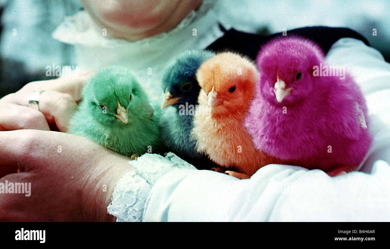Birds Baby Chicks with colourful dyed feathers May 1969 Stock Photo Alamy