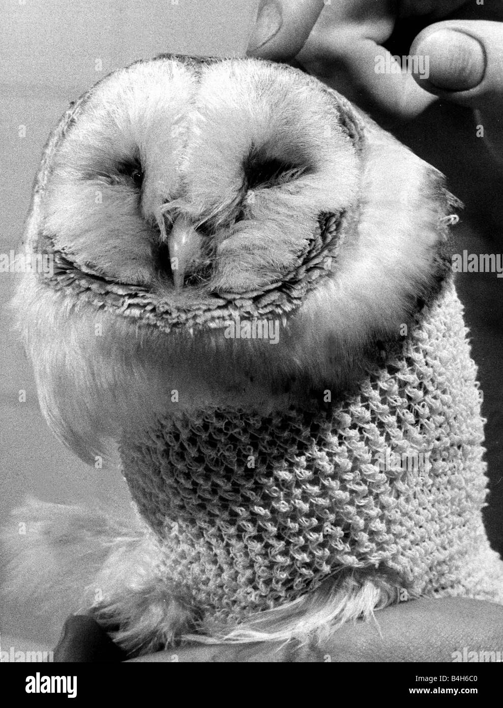 Barney the owl gets treatment at a Battersea Vets surgery after a flying accident damaged his wing August 1972 Mirrorpix Stock Photo