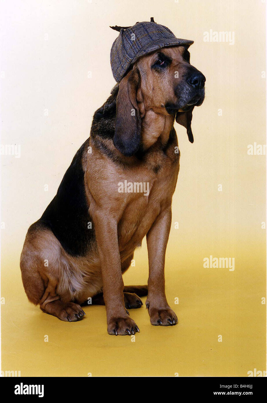 Animals Dogs Bloodhound wears deer stalker hat to impersonate Sherlock Holmes Circa 1990 Mirrorpix Stock Photo