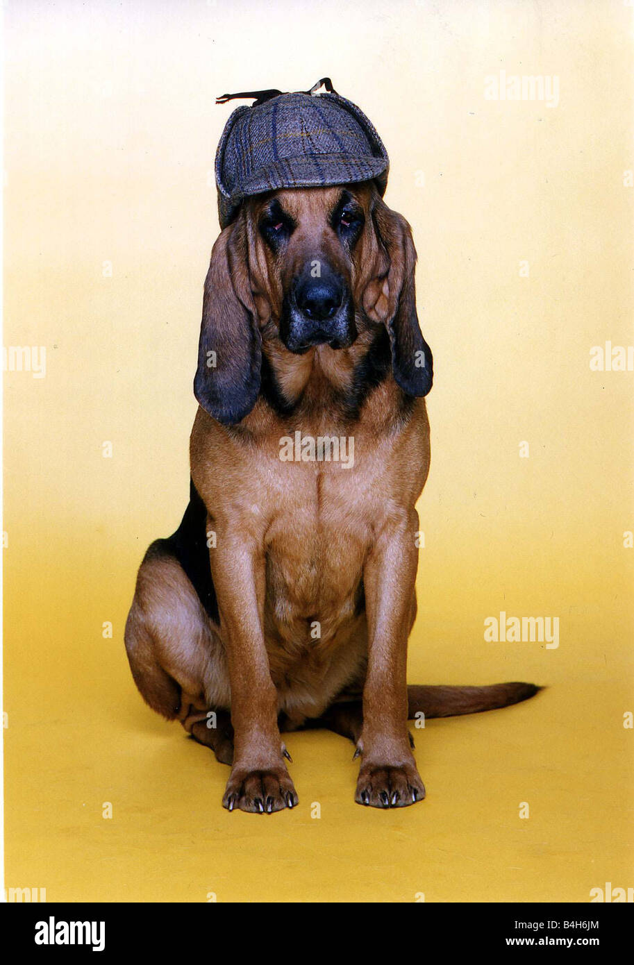 Animals Dogs Bloodhound wears deer stalker hat circa 1990s Stock Photo