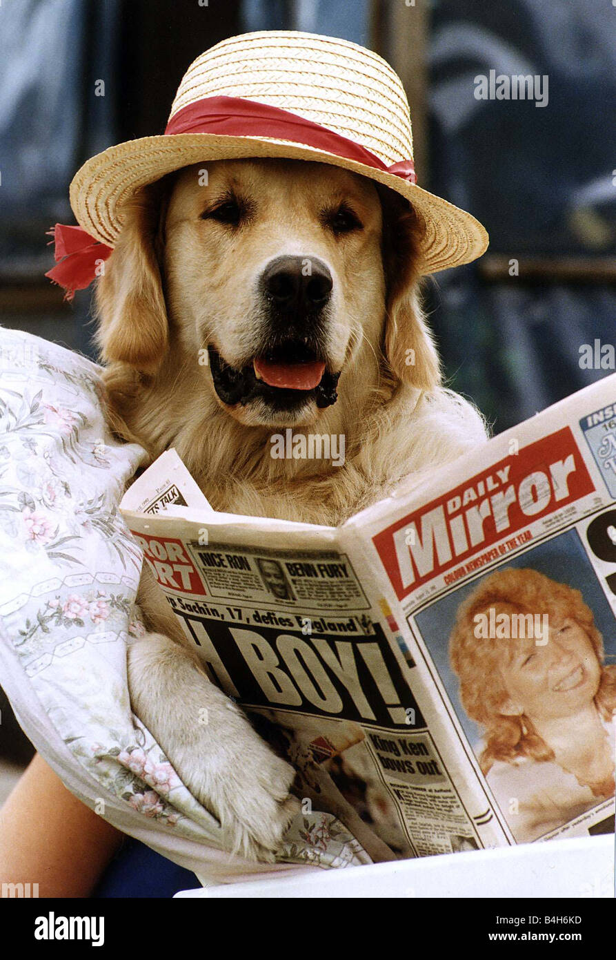 Animals Dogs Daily Mirror circa 1985 Stock Photo