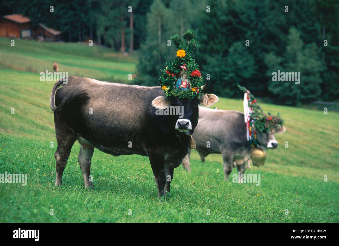 Two decorated cows in field, Wipptal, Mutters, Tyrol, Austria Stock Photo