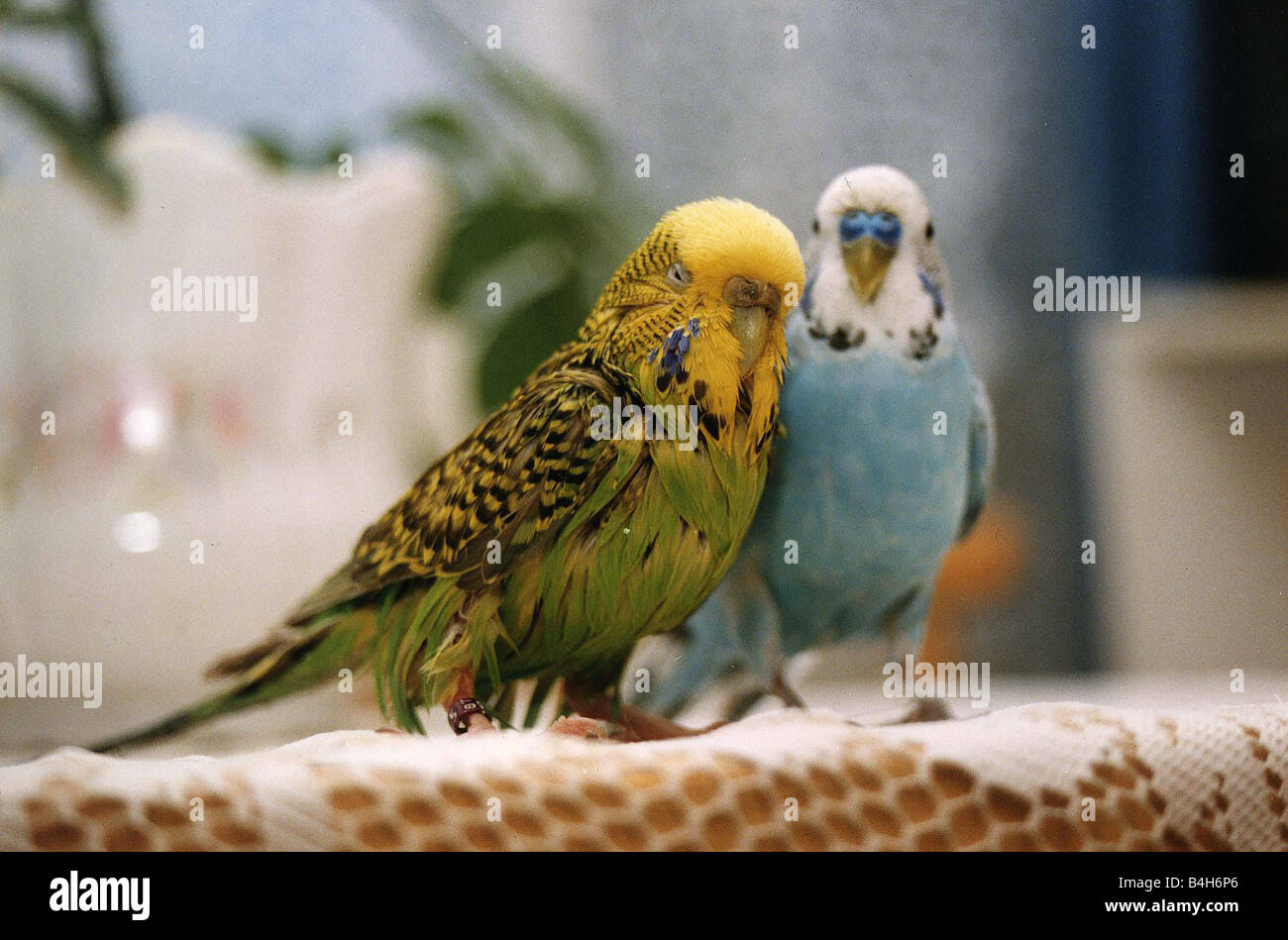 Birds Budgerigars Budgie call Jason Hathaway who flew into a deep fat frier and was rescued by his owner Stock Photo