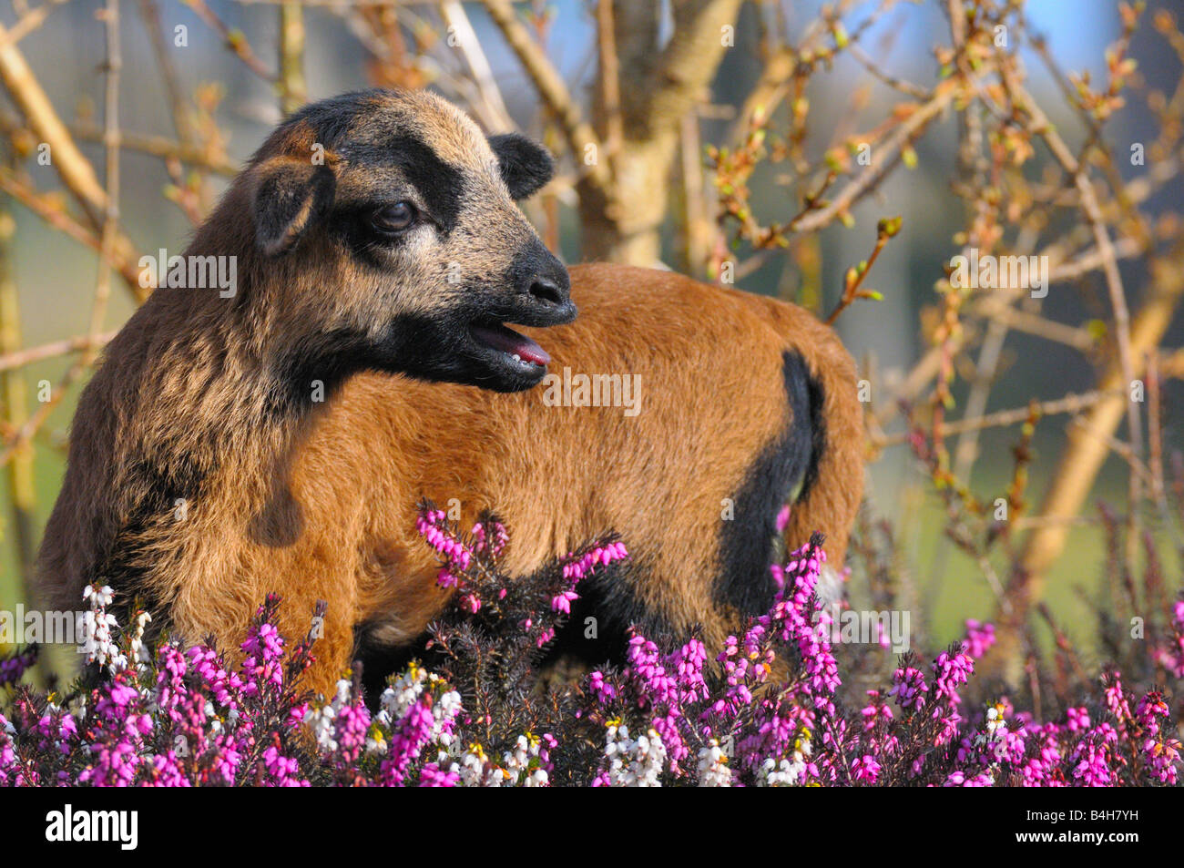 Close-up of kid goat standing in Heather Erica Herbacea (Erica carnea) field Stock Photo