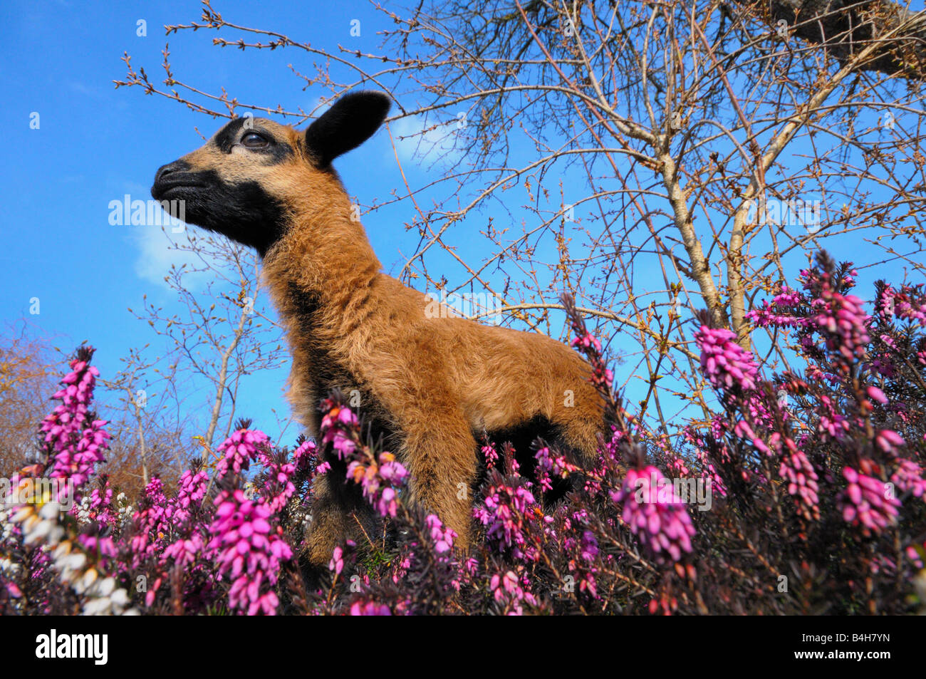 Low angle view of kid goat standing in Heather Erica Herbacea (Erica carnea) field Stock Photo