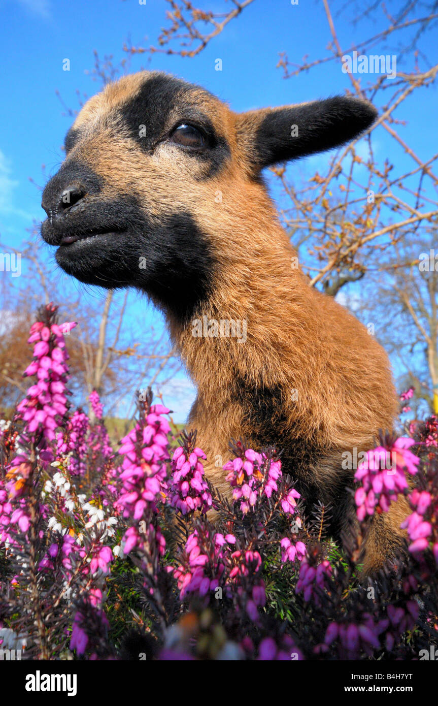 Close-up of kid goat standing in Heather Erica Herbacea (Erica carnea) field Stock Photo