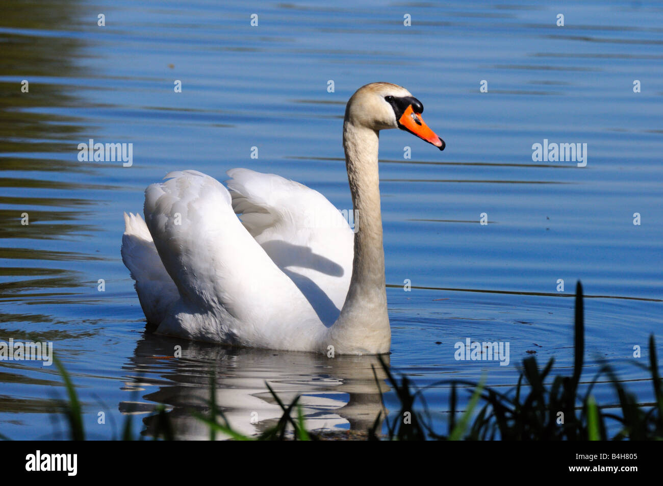 Close-up of swan swimming in lake Stock Photo