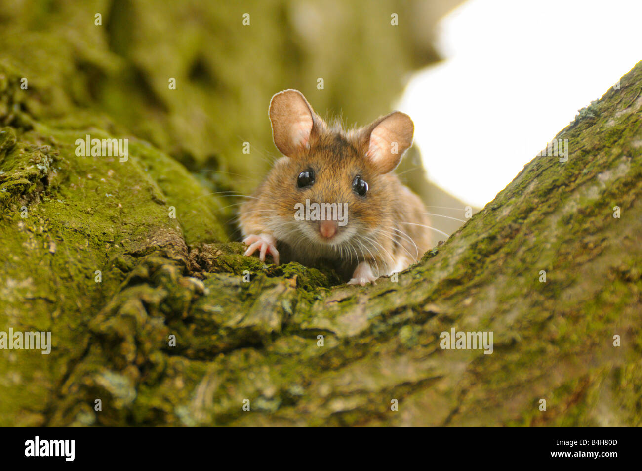 Tree Mouse High Resolution Stock Photography and Images - Alamy