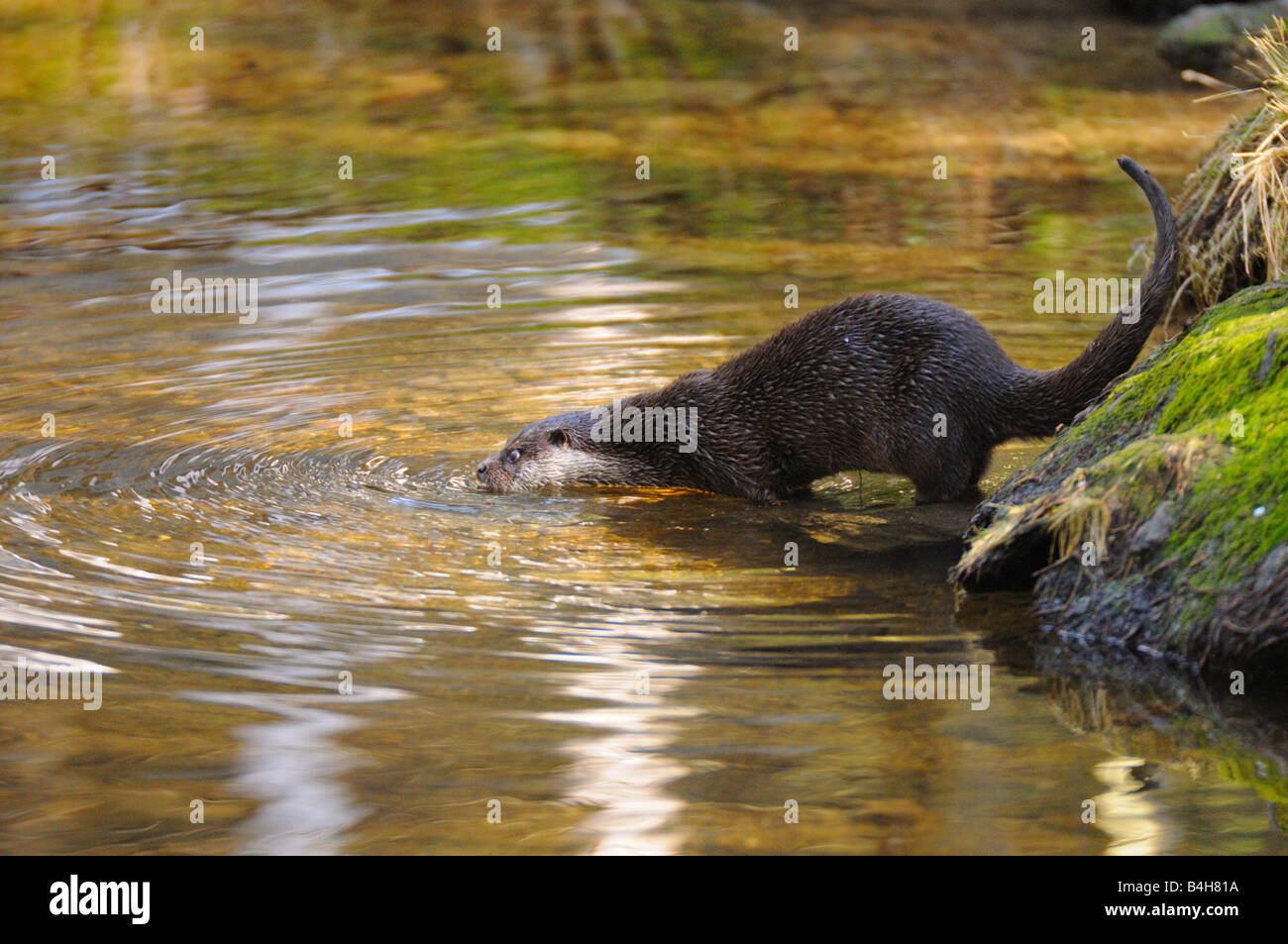 River Otter (Lutra lutra) in river Stock Photo