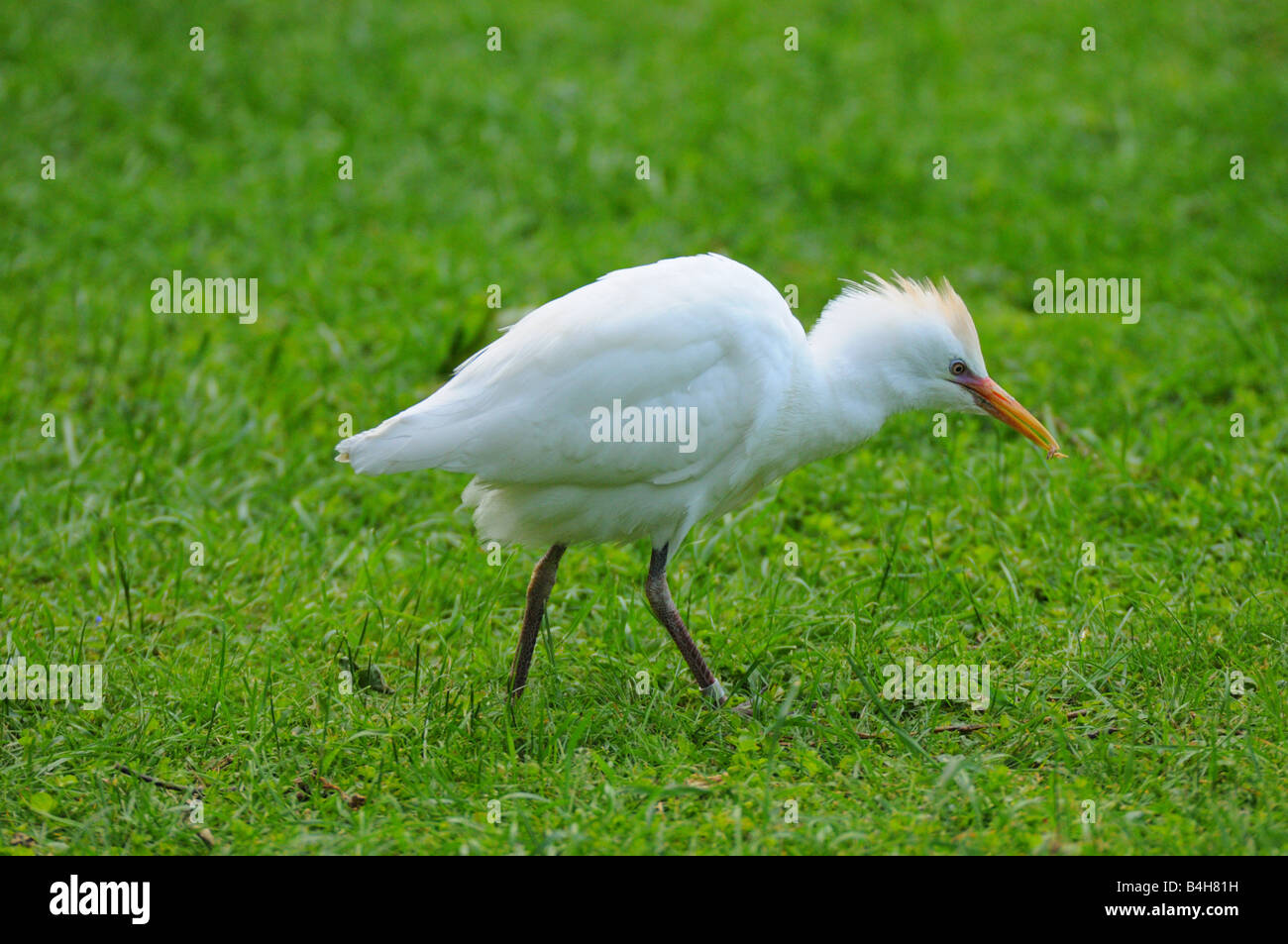 Close-up of Cattle egret (Bubulcus ibis) walking in field Stock Photo