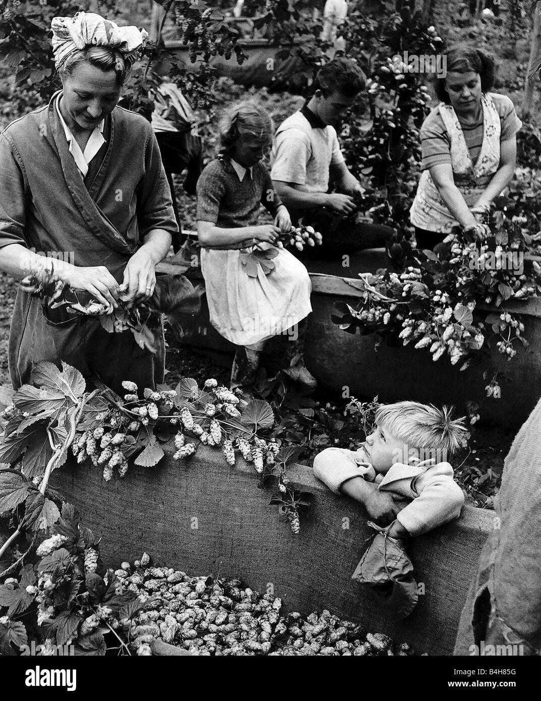 Hops pickers at work in the hop fields around the Kent village of
