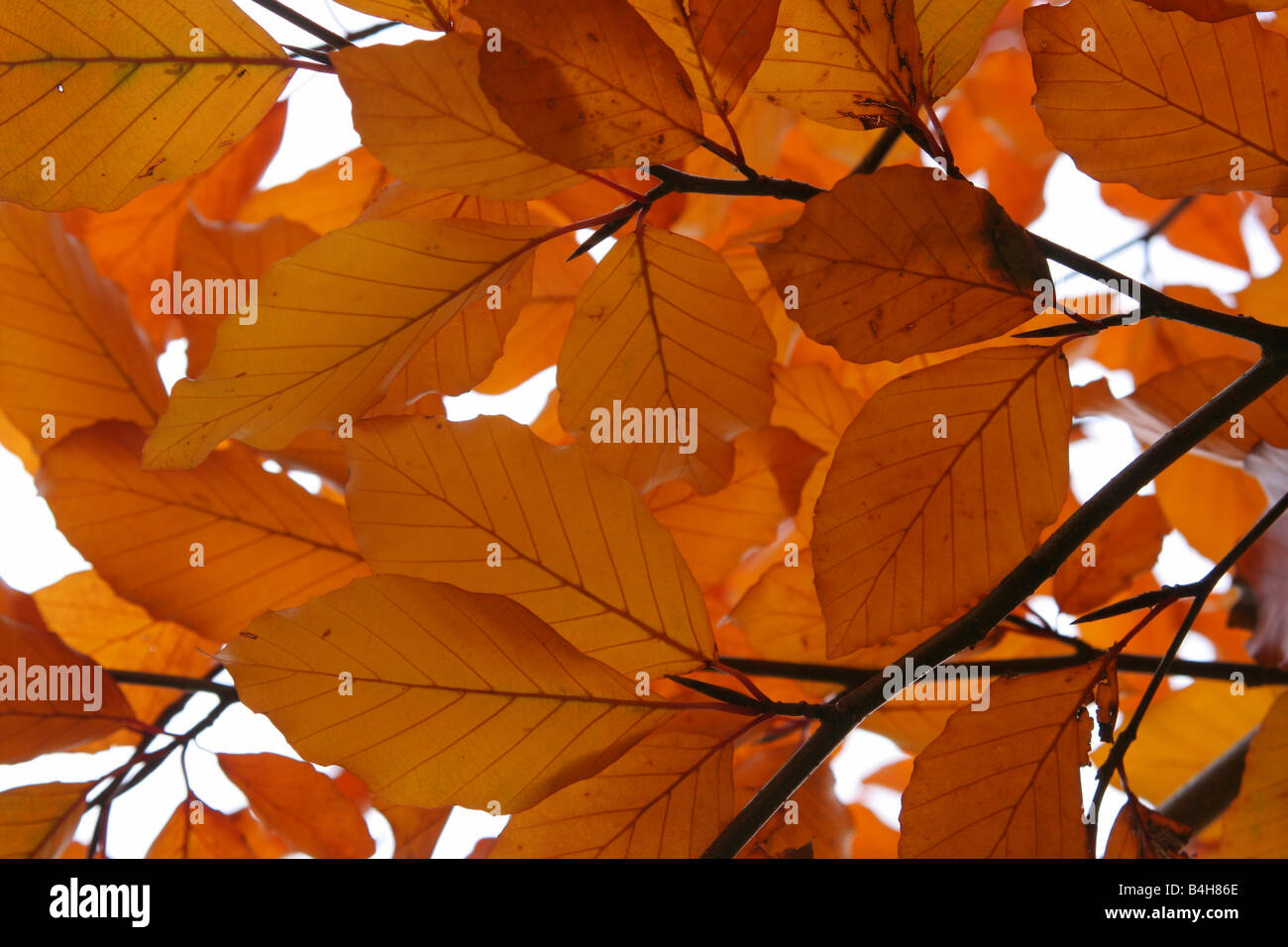 Decaying tree leaves hi-res stock photography and images - Alamy