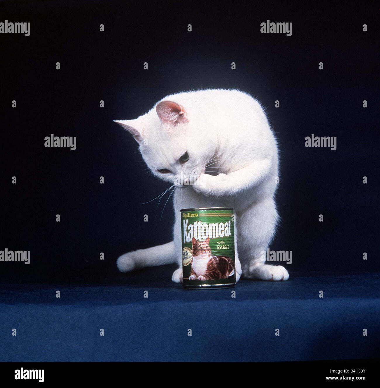 Animals cats Arthur the cat eats his Kattomeat out of the can tin with his  paw circa 1992 Stock Photo - Alamy