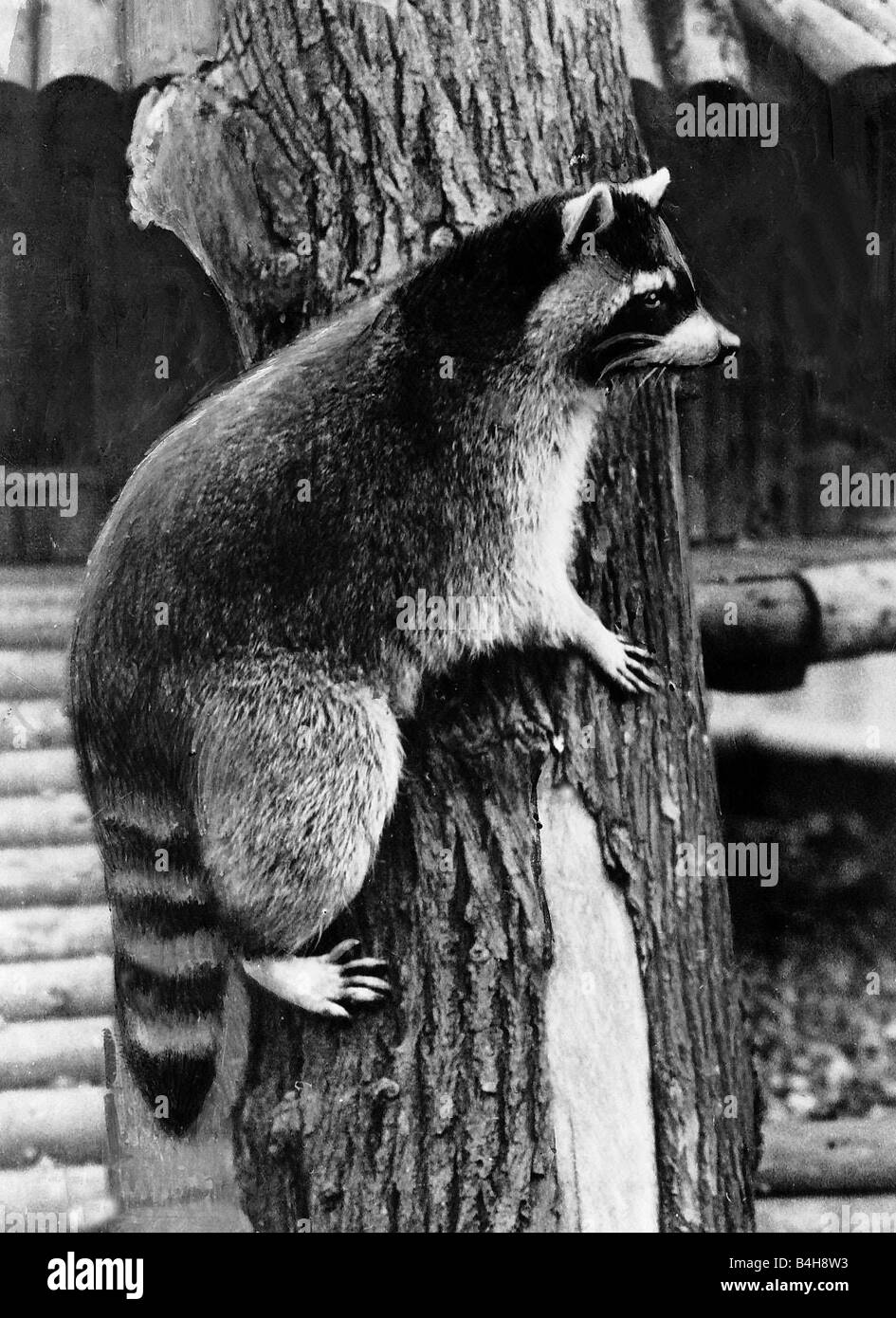 Racoon on a tree December 1933 Stock Photo - Alamy