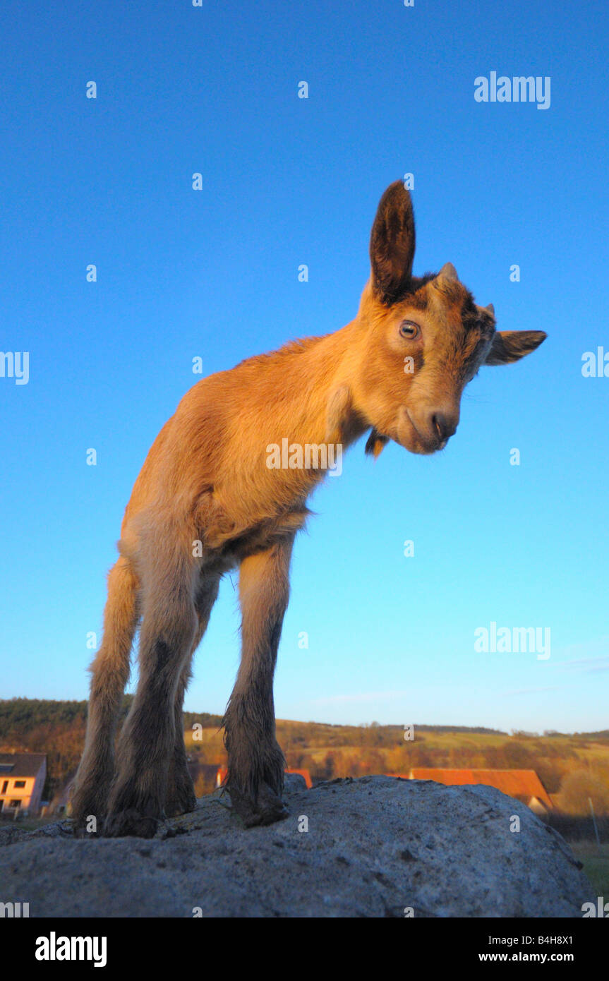 Close-up of kid goat standing on stone Stock Photo
