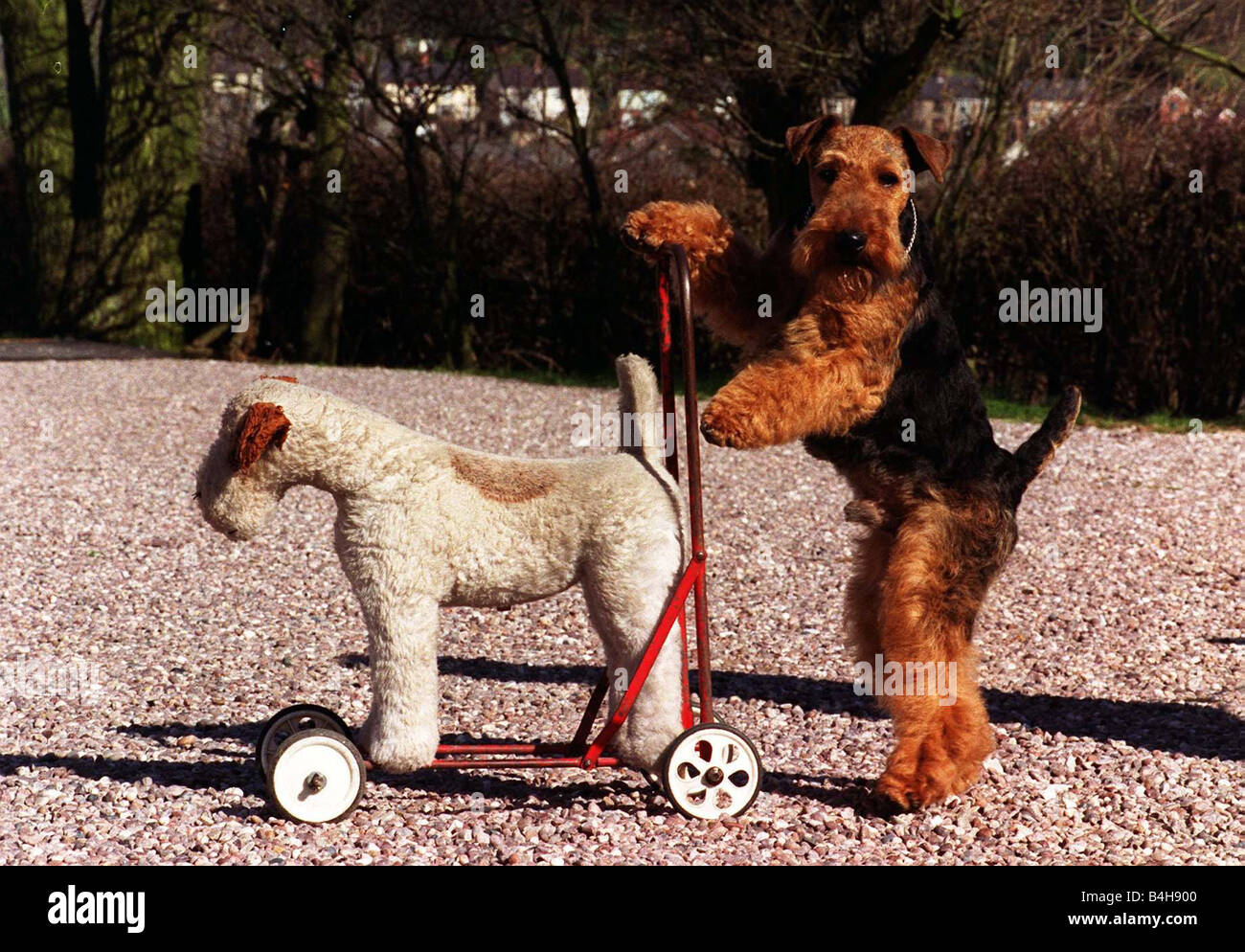 Mel the Welsh Terrier named after the Hollywood movie star Mel Gibson is the 1998 Crufts Winner March 1998 Stock Photo