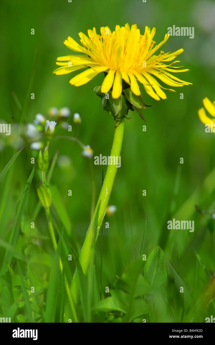 Close up flower photos hi-res stock photography and images - Alamy