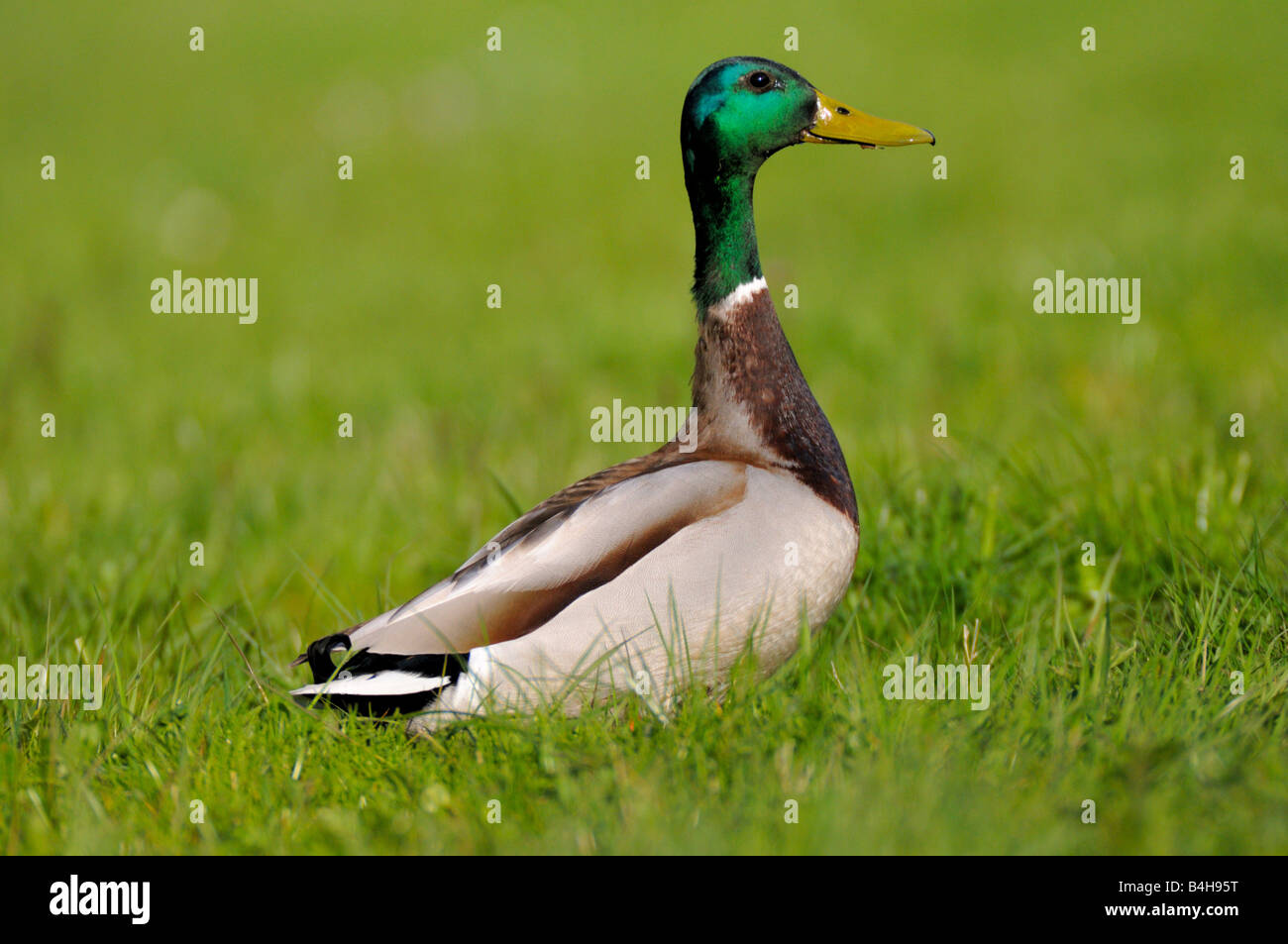 Close-up of Mallard (Anas Platyrhynchos) duck walking in field Stock Photo