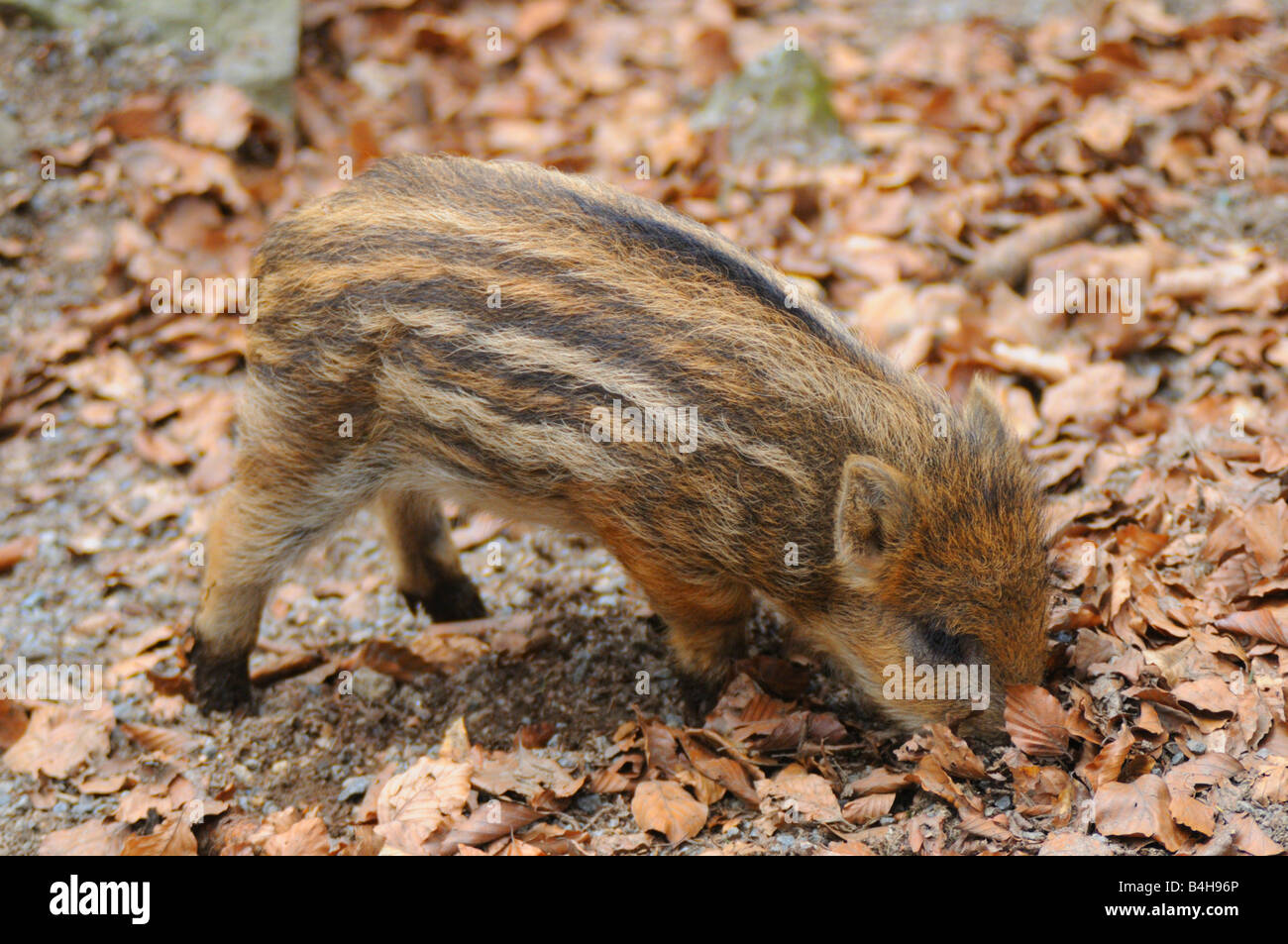 Close-up of young Wild Boar (Sus Scrofa) foraging in field Stock Photo