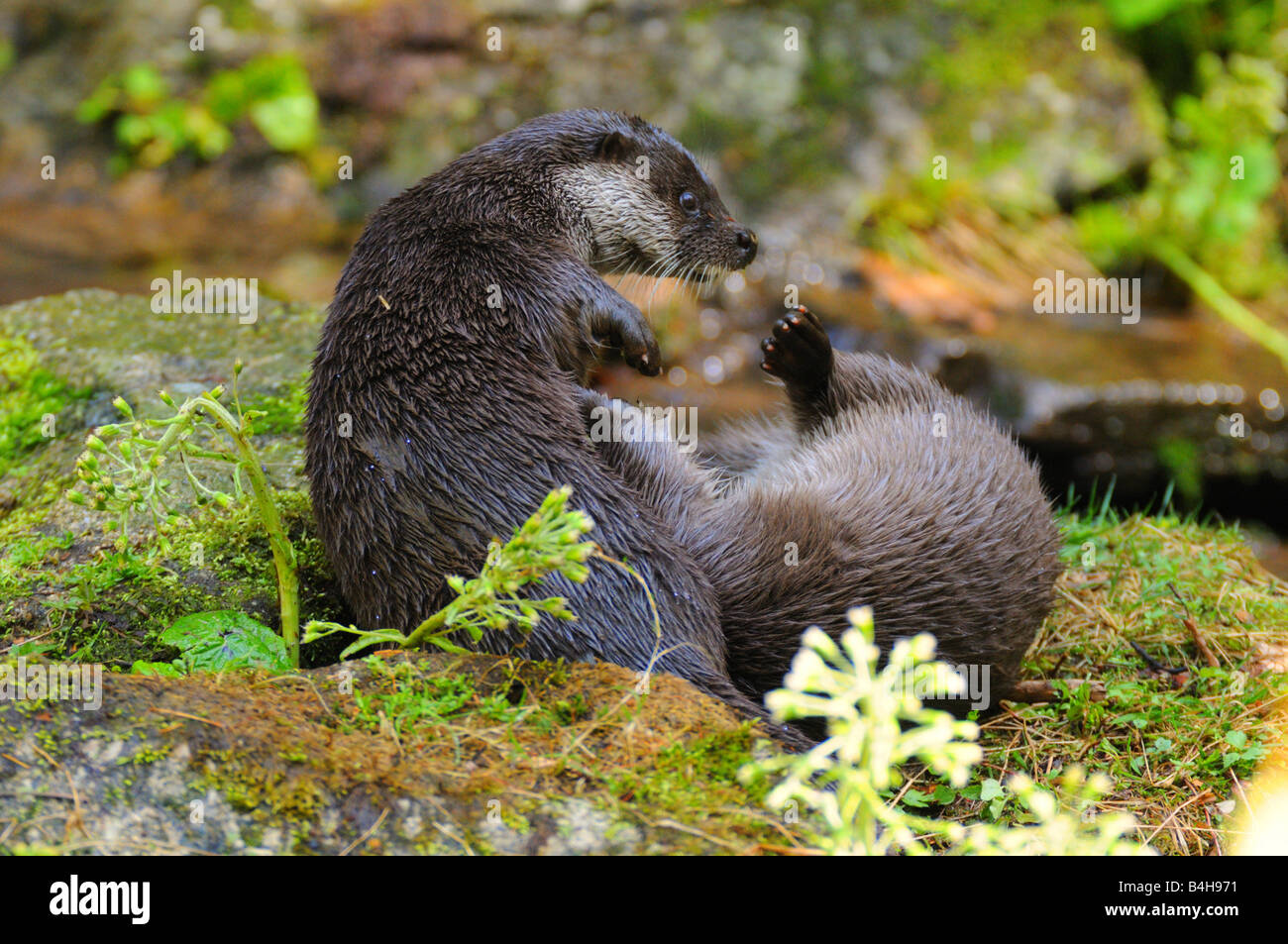 Close-up of two River Otters (Lutra lutra) fighting on rock, Germany Stock Photo