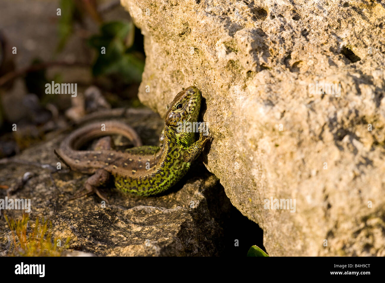 Saurians hi-res stock photography and images - Alamy