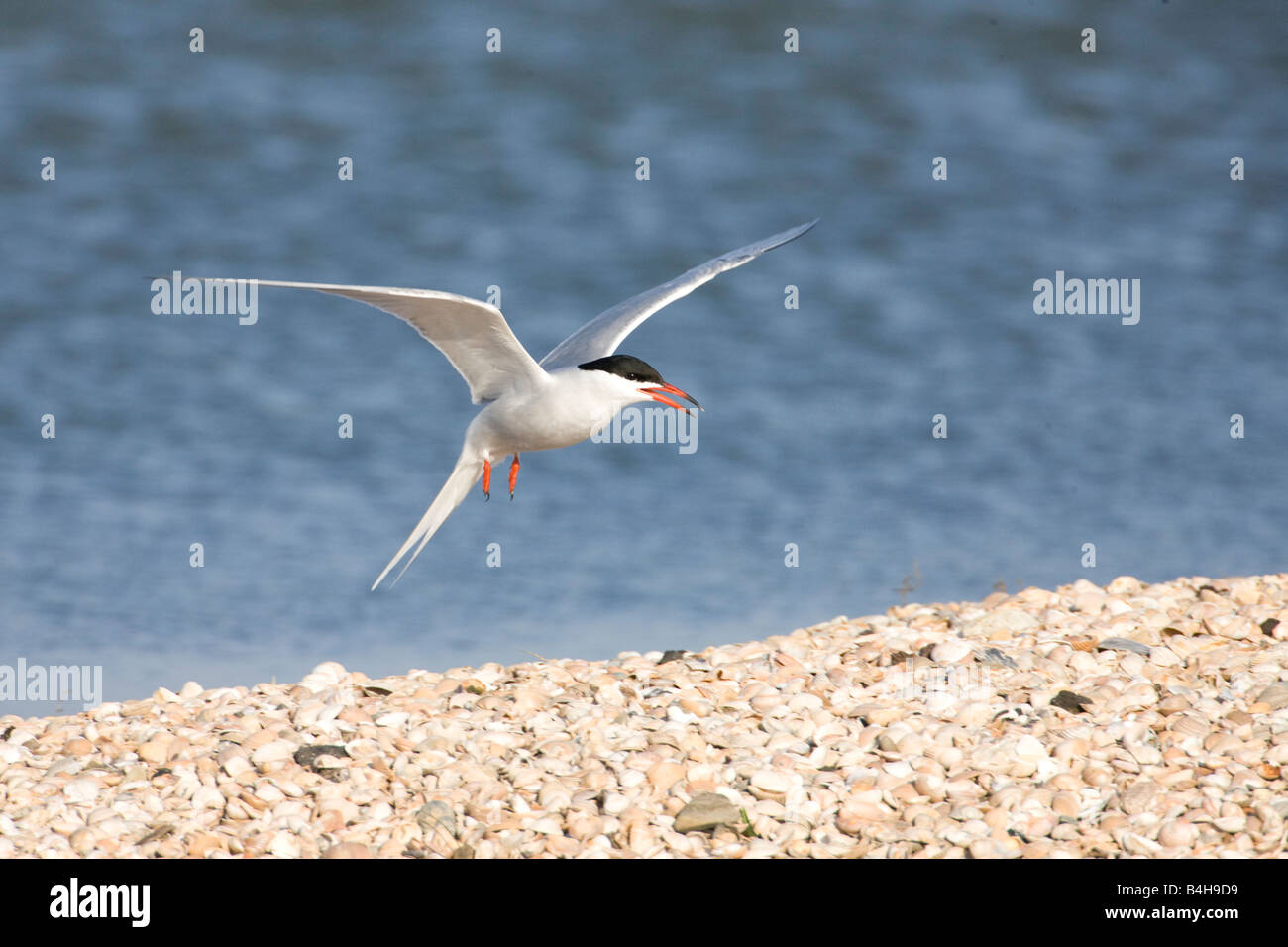 Common Tern (Sterna hirundo) in flight Stock Photo