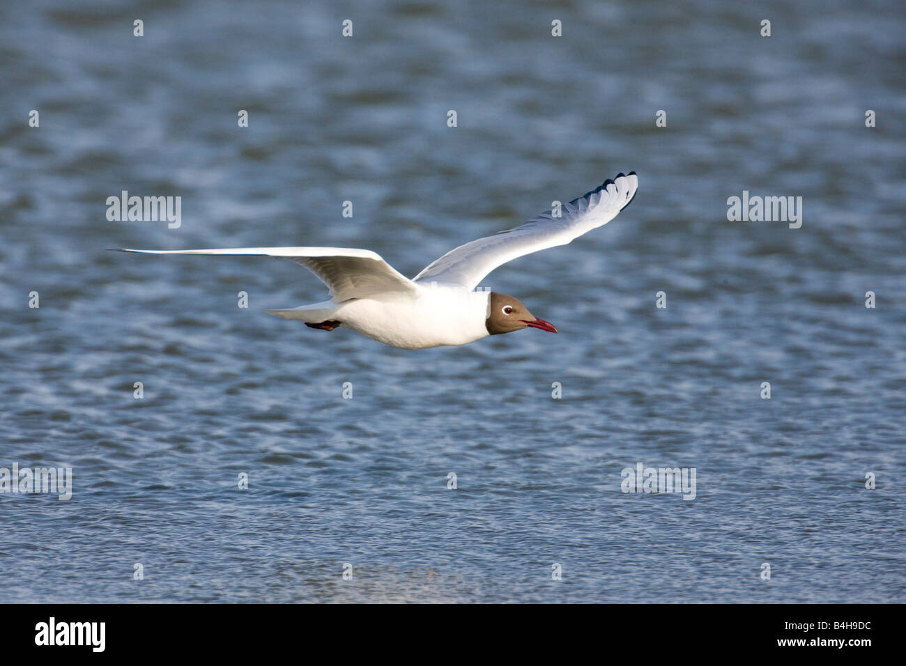 Black-headed Gull (Chroicocephalus ridibundus) in flight Stock Photo