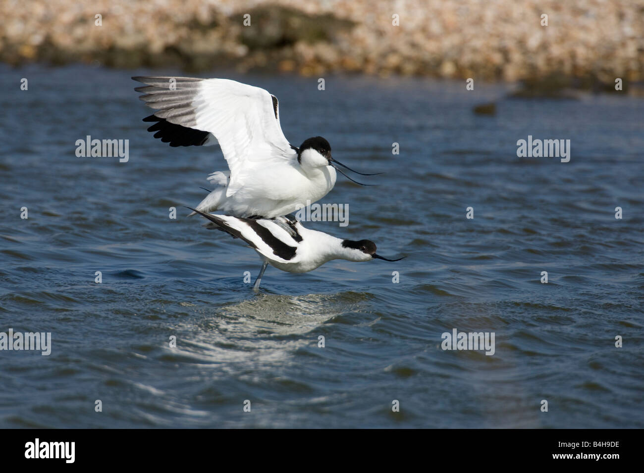Pied Avocet (Recurvirostra avosetta) birds flying over river Stock Photo